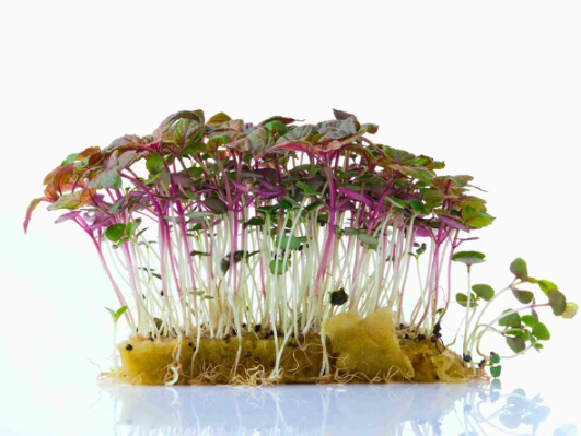 Микрозелень периллы (shiso) красной XXL фото 3